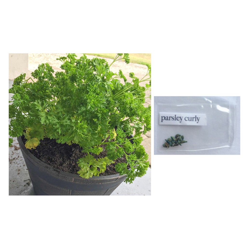 Parsley herb plant seeds curly italian flat leaf Shopee Philippines