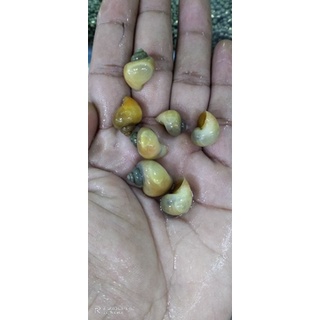 Apple snail Algae eater for aquarium #5