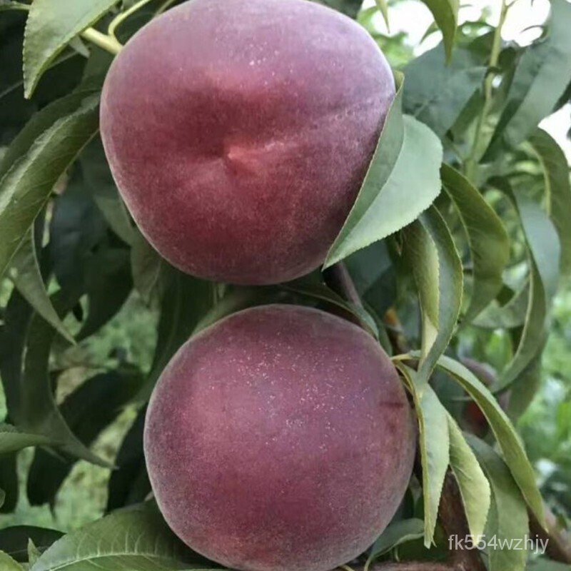 Fruit Tree Seedlings Grafting Peach Seedlings Blood Peach Yellow Peach