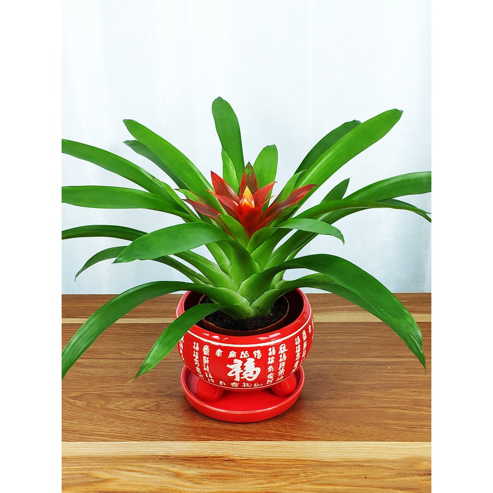 100pcs potted hydroponic plants are evergreen all the year round