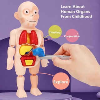 Kid Montessori 3D Puzzle Human Body Anatomy Model Toy Educational Learning Organ Diy Assembl