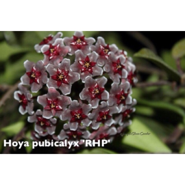 Hoya plant for sale 1 | Shopee Philippines