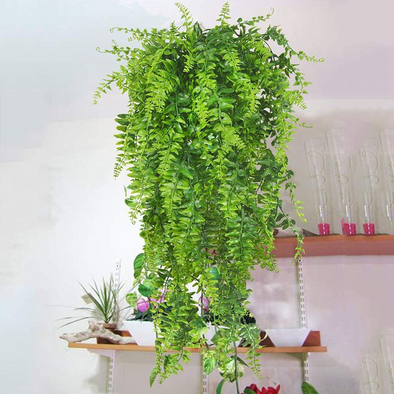 Outdoor Hanging Plants Philippines | ubicaciondepersonas.cdmx.gob.mx