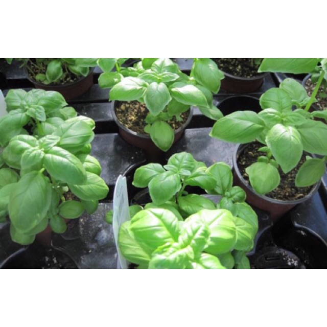 базилик рассада. лимонный базилик рассада. базилик условия выращивания. базилик условия выращивания. базилик условия выращивания.