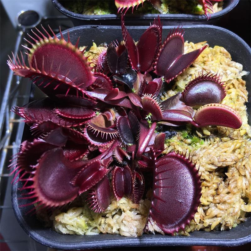 Insect-Eating Plant Dionaea Muscipula Red Piranha Mosquito Repellent ...