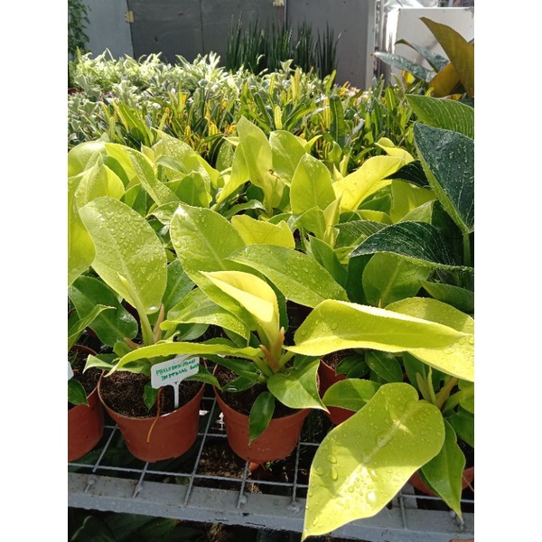 Plants Philodendron Imperial Gold Shopee Philippines