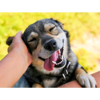 MONGE SPECIAL DOG PUPPY ( 1KG ) LAMB & RICE DRY FOOD Kibble Pet Diet Paw Puppy Coat Fur Skin Coat #4