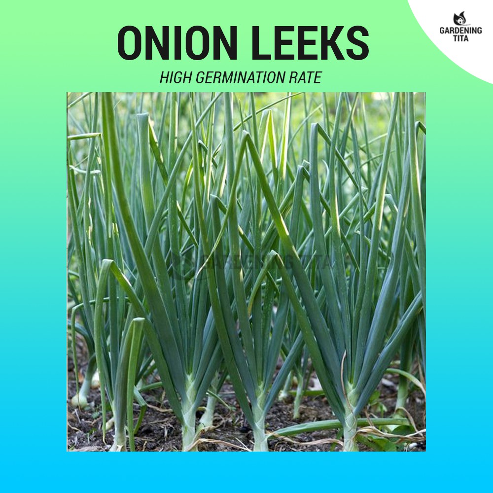 Onion Leek Seeds (High Germination) 150 seeds Shopee Philippines