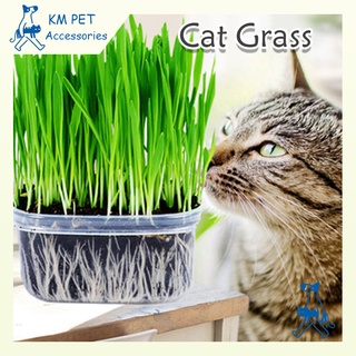 【Fast Delivery】Cat Grass Seeds with Loam Soil & Pot | Pet Grass
