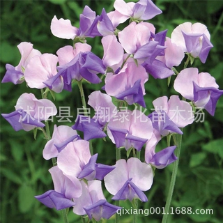 100pcs sweet pea seed, spring and autumn sowing indoor fragrant herb flower seeds #4