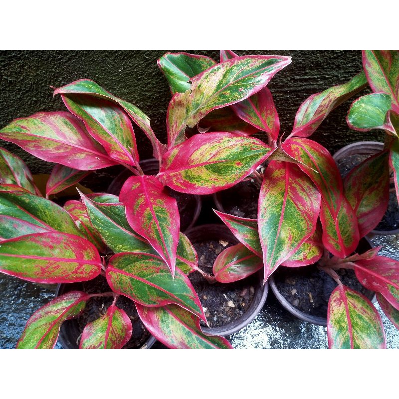 Aglaonema Red Lipstick/Siam Rooted