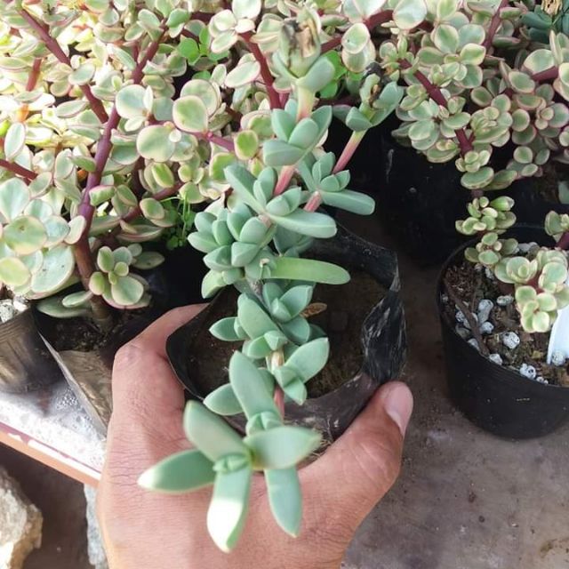 Ice Plant Live Succulents Shopee Philippines