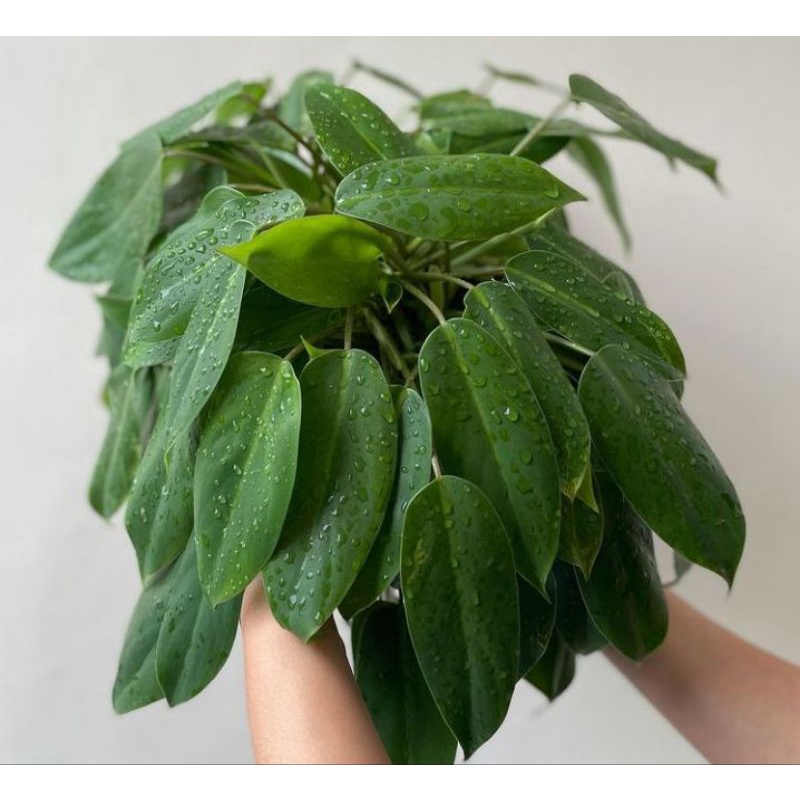 Philodendron Sensation Shopee Philippines