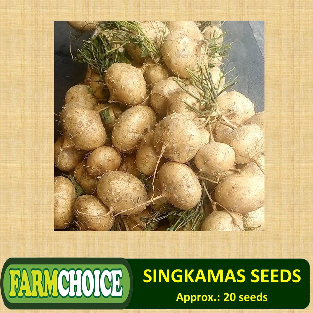 SINGKAMAS / Mexican Turnip Seeds (10grams Seeds) Shopee Philippines