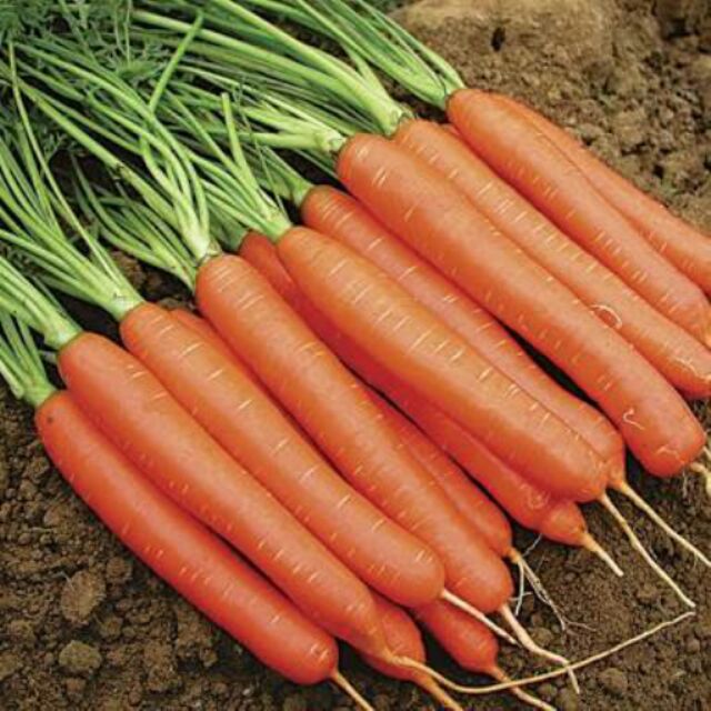 Carrot Seeds for sale Shopee Philippines