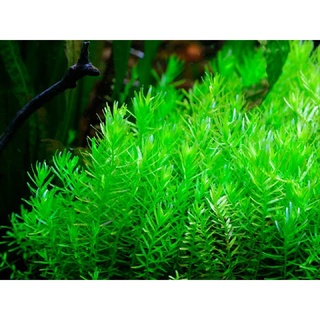ROTALA GREEN (25 stems cuttings) Co2 optional, aquatic plant #1