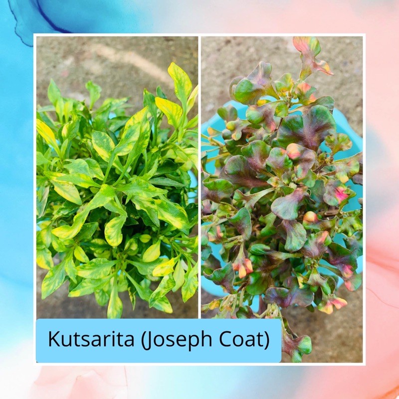 Kutsarita Varieties (Alternanthera Ficoidea) Shopee Philippines