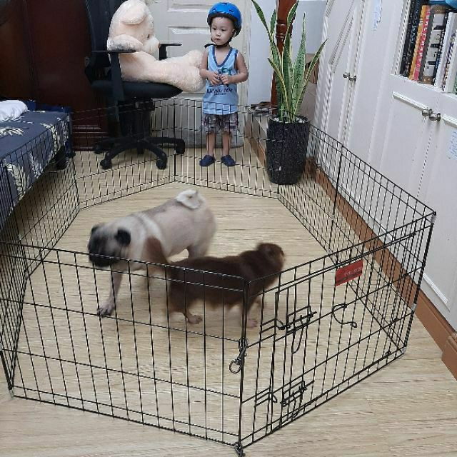 pet fence