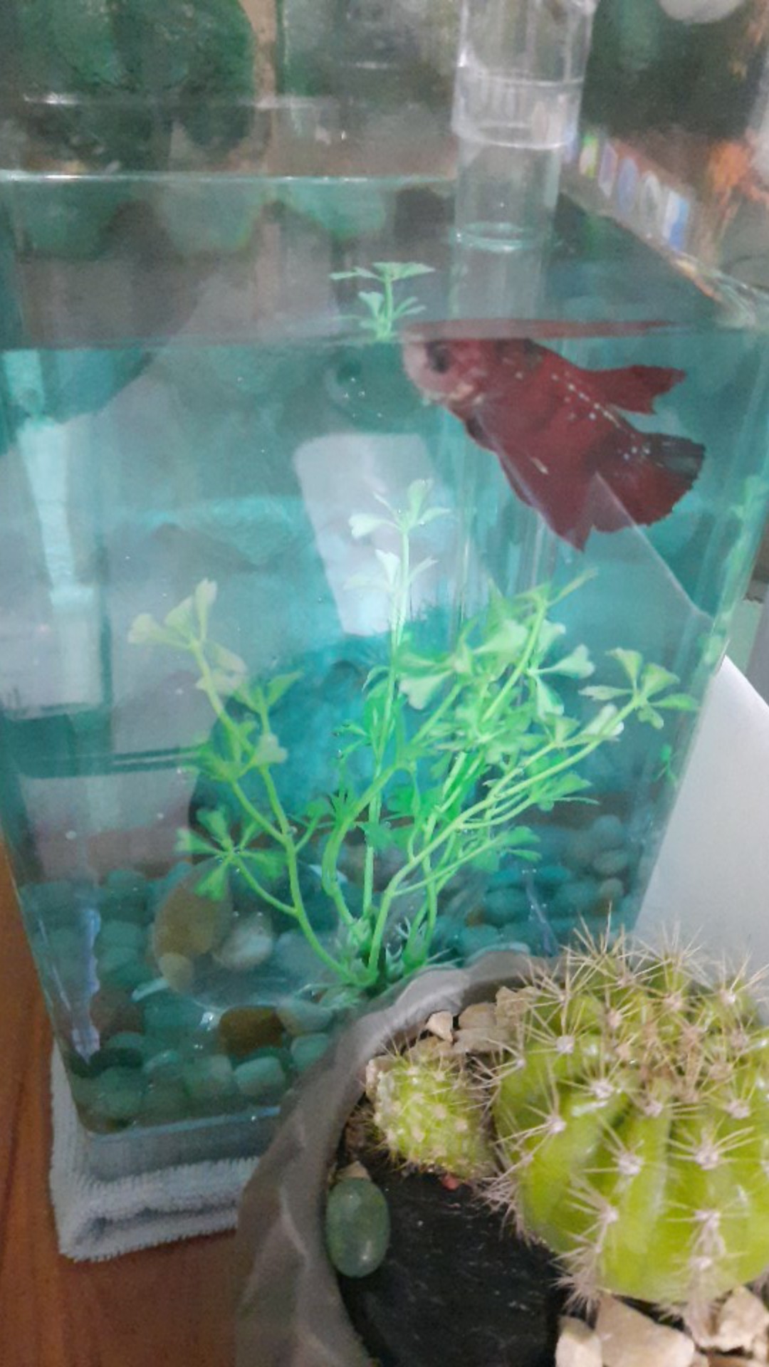 Self Cleaning Plastic Fish Tank Desktop Aquarium Betta Fishbowl for Office Home Decor Shopee