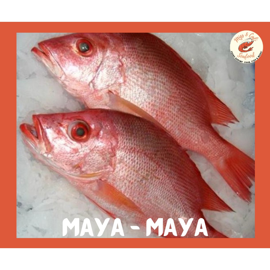 Fresh Maya Maya Fish Red Snapper Shopee Philippines