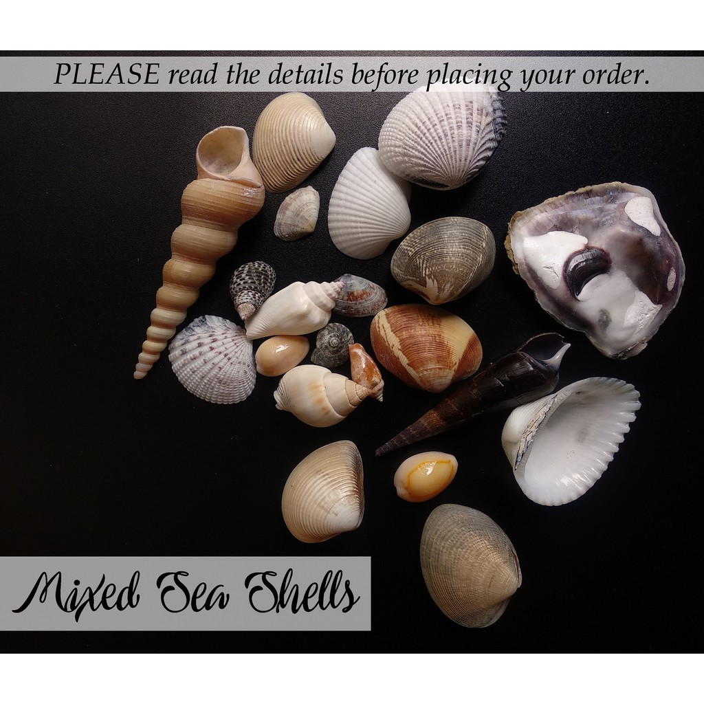 Philippine Shell Mix ubicaciondepersonas.cdmx.gob.mx