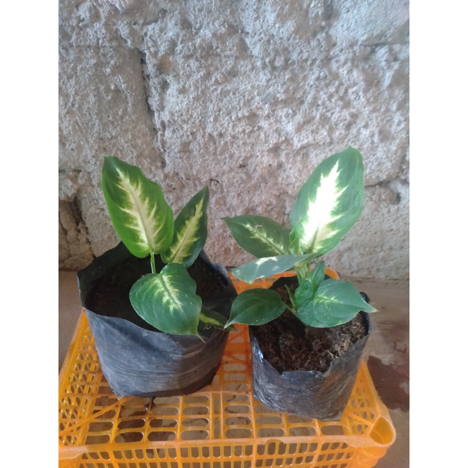 Small Dieffenbachia Tropical Marian plant uprooted | Shopee Philippines