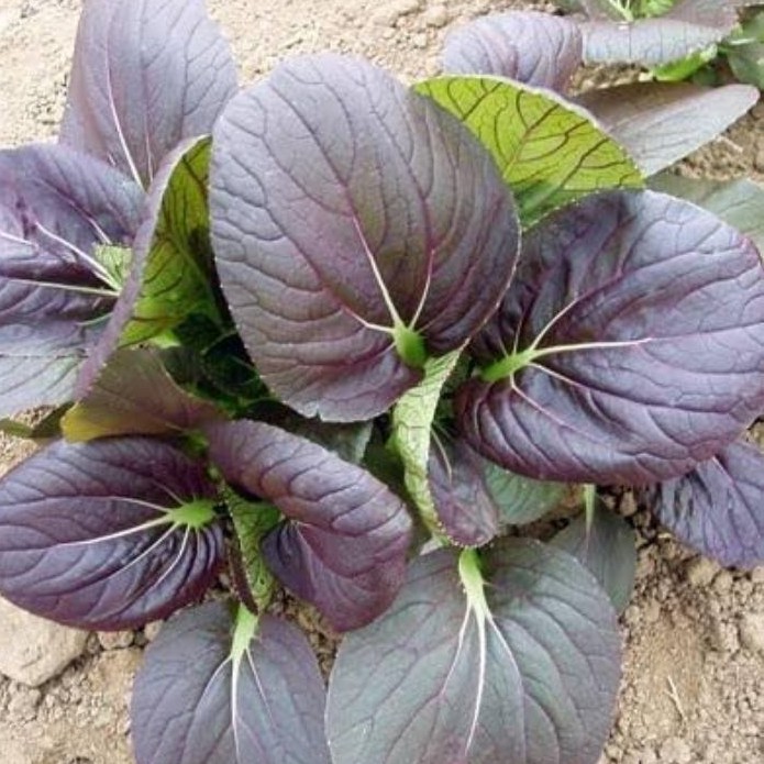 Red Leaf Pechay Seeds | Shopee Philippines