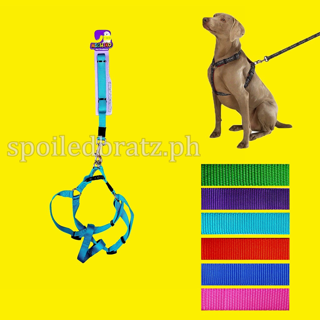 dog and leash