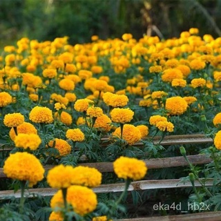 New product discount Philippines Ready Stock 100 Pcs Seeds Yellow Orange Color Marigold Flower Seeds #6
