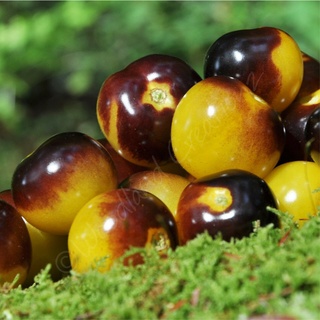20pcs Gold Berries Cherry Tomato Seeds Organic Heirloom Yellow Fruit #4