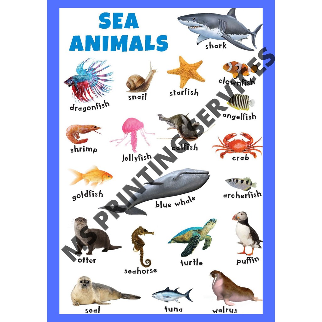 Laminated Chart (Sea Animals) | Shopee Philippines