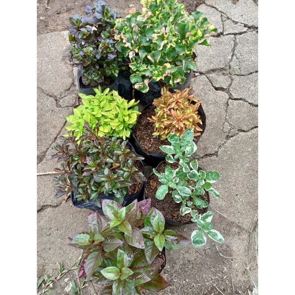 Live Kutsarita plants for sale (Available per set) Shopee Philippines