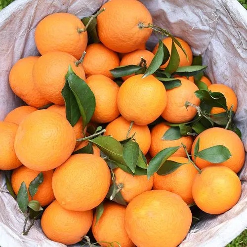 20pcs Mandarin Orange Tree Seeds Citrus reticulata Blanco Indoor Outdoor Fruit Plant Seeds 