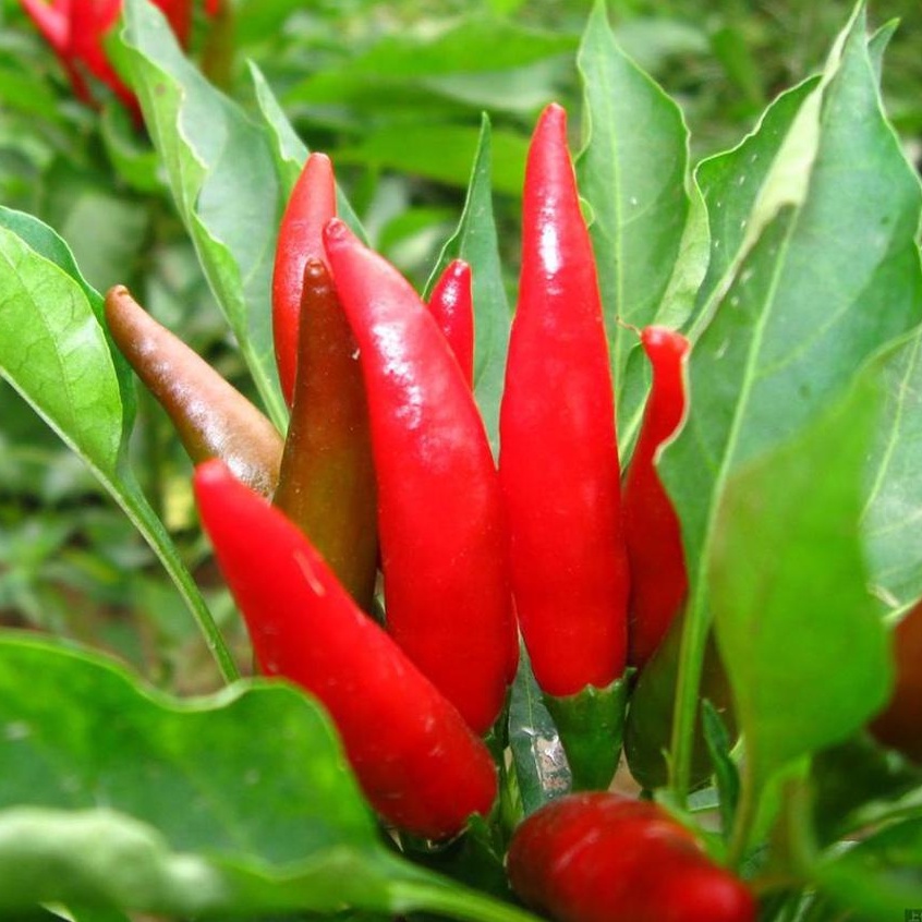 FAMILIFE (500 seeds) Red Chili Seeds/Super Hot Siling Labuyo Seeds for ...