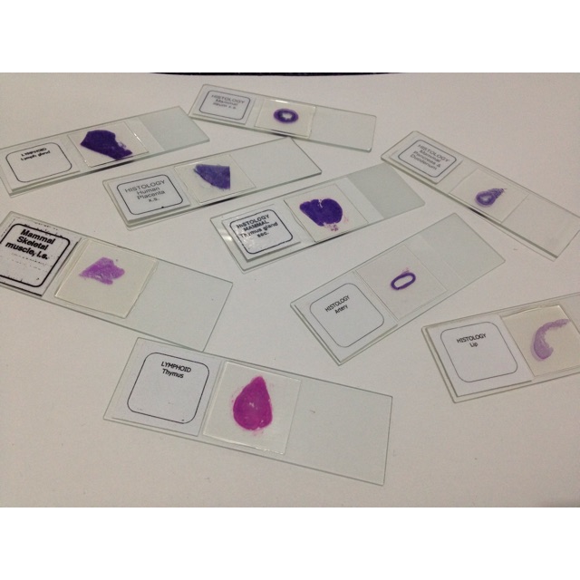 Microscope Slides With Specimen Prepared Slides Shopee Philippines