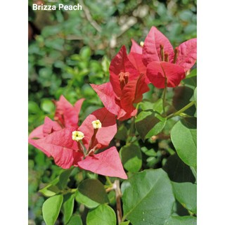 Bougainvillea Cuttings Common | Shopee Philippines