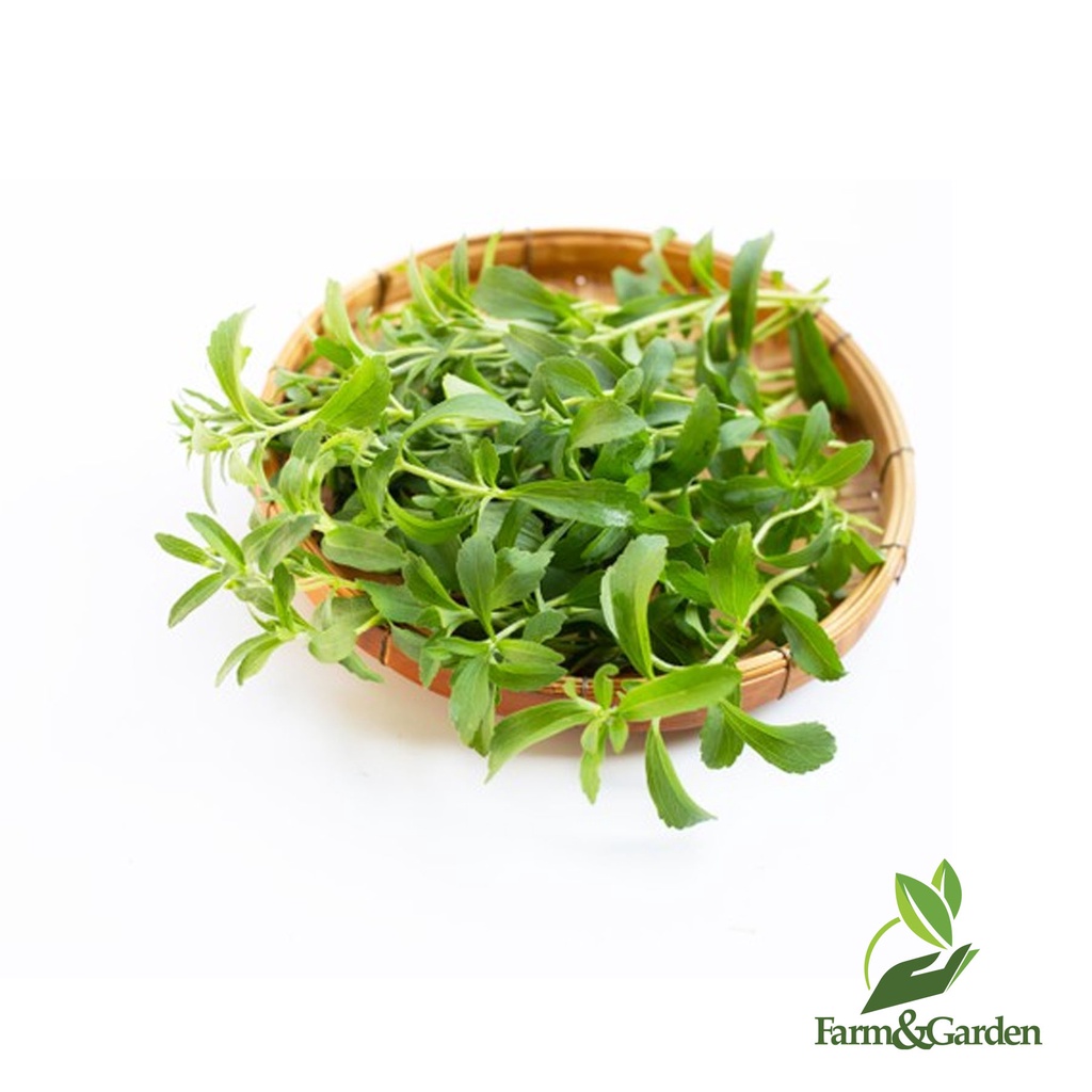 Stevia (Stevia rebaudiana) 100 seeds per pack Shopee Philippines