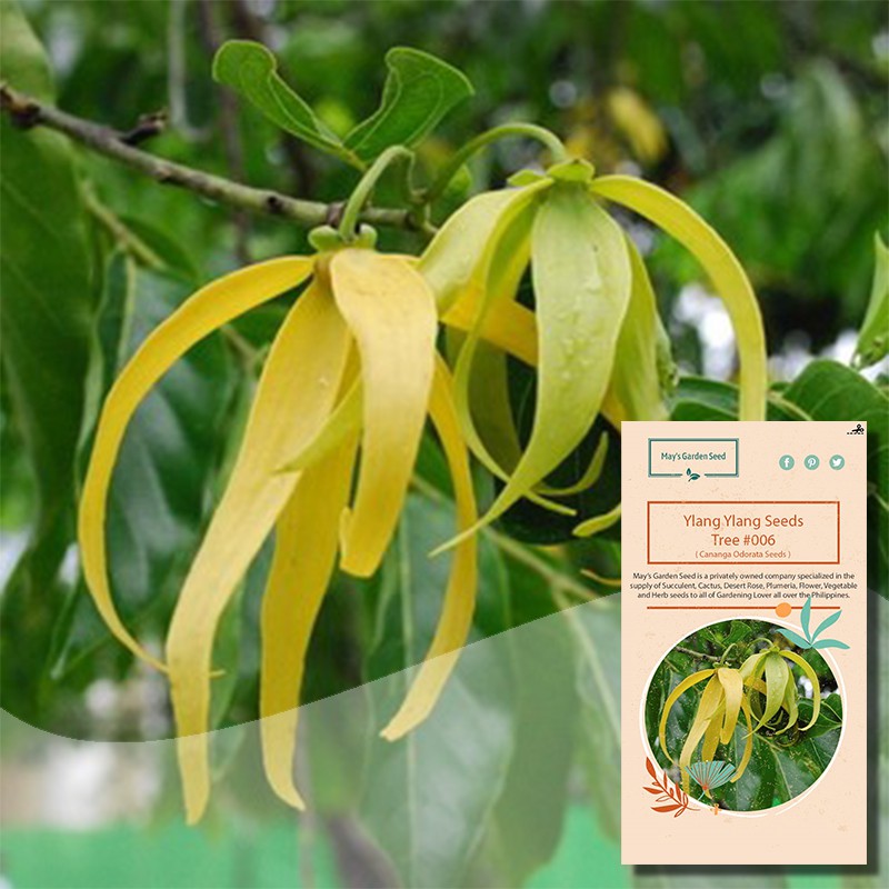 Ylang Ylang Tree Seeds, Cananga Odorata Seeds, Tree Seeds006 Shopee