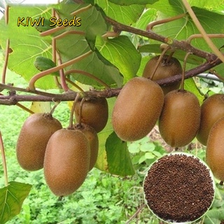 [Fast Germination] Philippines Ready Stock 300Pcs KIWI Seeds Actinidia Vine Seeds Fruit Seeds Flower #1