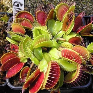 50pcs Venus Flytrap Seeds Fly Trap - (Dionaea Muscipula) Carnivorous Plants