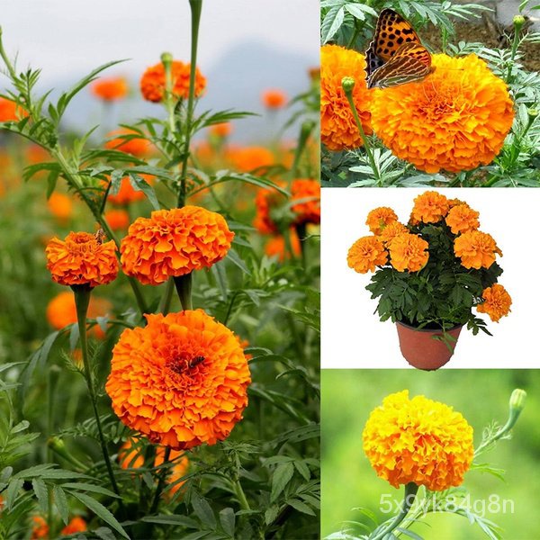 New Store Offers Philippines Ready Stock 100pcs Marigold Seeds Home Garden Flower Seeds Potted Plant