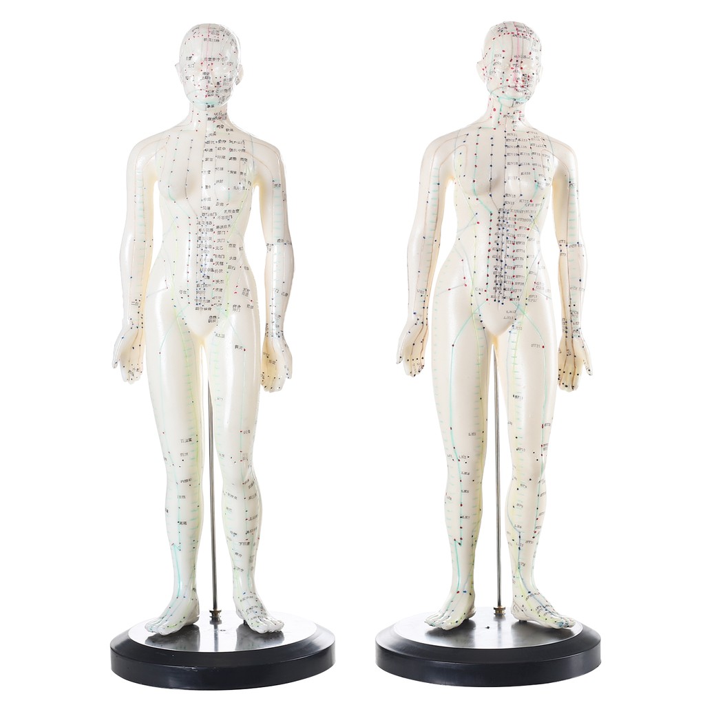 Acupuncture Model 50cm Female Or Male Pvc Human Body Acupuncture Model Acupoint Model Shopee