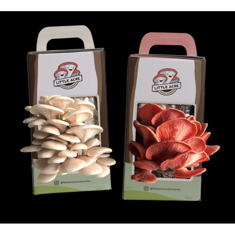 DIFFERENT VARIETY OF Mushroom OYSTER Fruiting Kit with Free Tutorial
