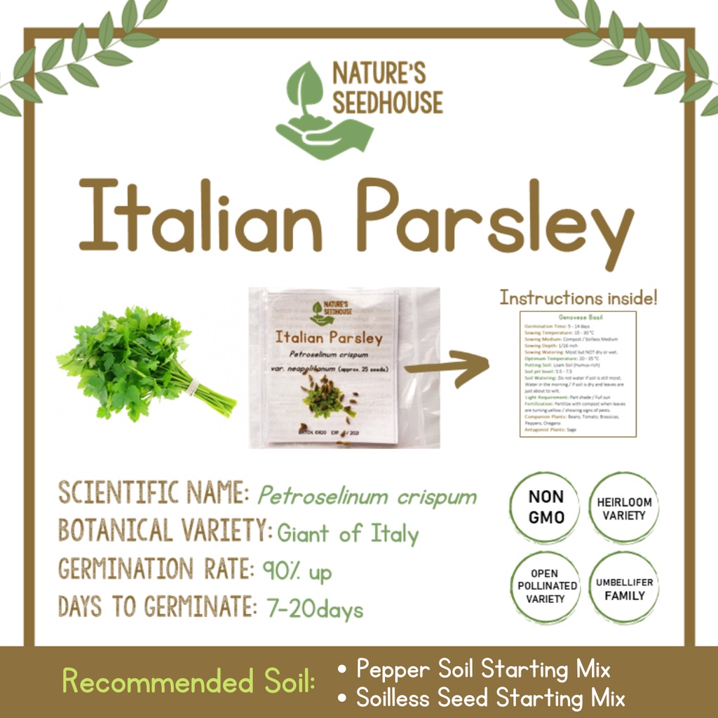 Italian Parsley Seeds Herb Seeds / Herbs Shopee Philippines