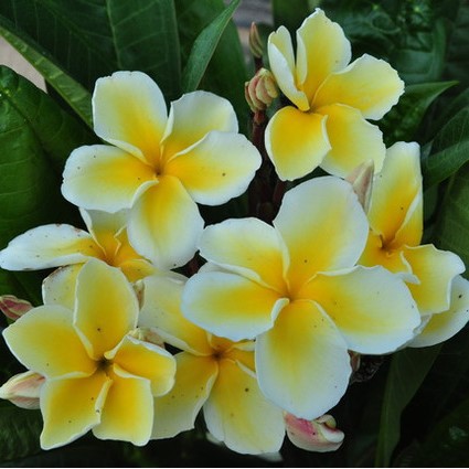 Curved Flower Yellow With White Color Kalachuchi Seeds, Plumeria Seeds ...