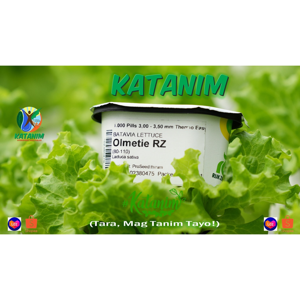 Olmetie Lettuce Seeds by Rijk Zwaan (1 tub1000 coated pills