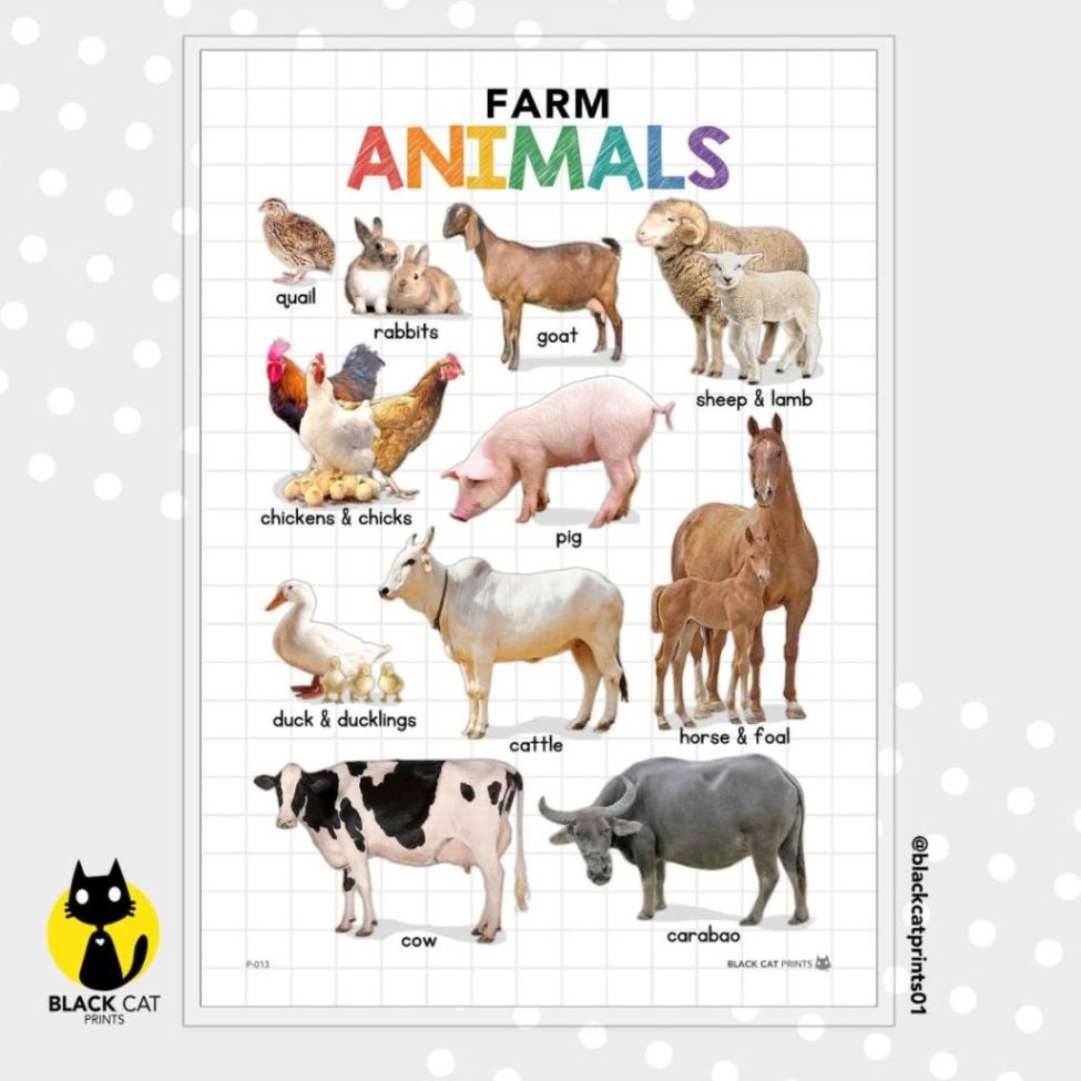 Animals Educational Chart Poster (High Quality Print / A4 Size / Laminated)  | Shopee Philippines