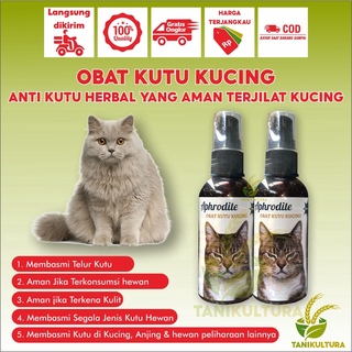 Effective Cat Lice Medicine Overcoming Lice And Egg Safe Spray If Lick Kitten