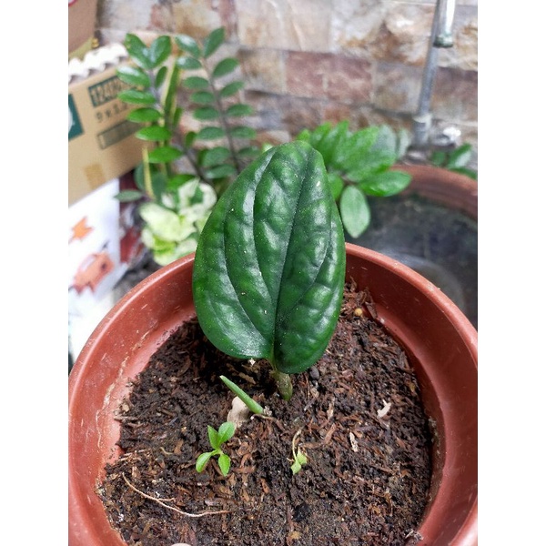 monstera-peru-1-leaf-shopee-philippines