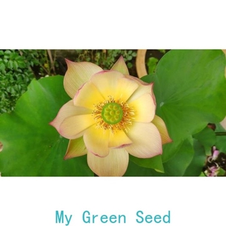Bowl lotus seed
